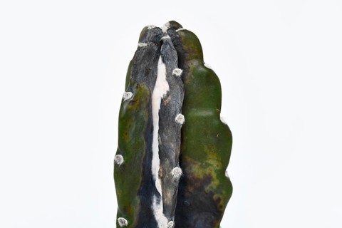 Close up of white mold and black rot on overwatered Cereus Jamacaru cactus houseplant