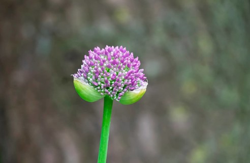 Ornamental leek (Allium sp.), bud, North Rhine-Westphalia