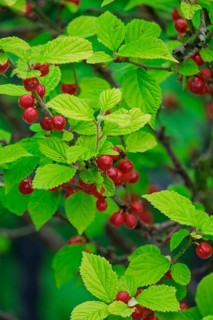 Fruits of the felt cherry (Prunus tomentosa), Netherlands