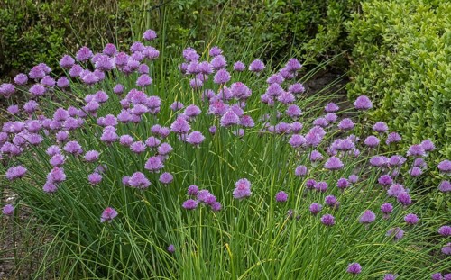 Flowering chives (Allium schoenoprasum), Netherlands
