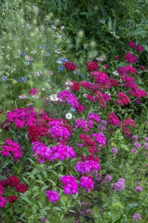 Flower bed with bearded carnations, maiden pink and Caucasian Crosswort, North Rhine-Westphalia,