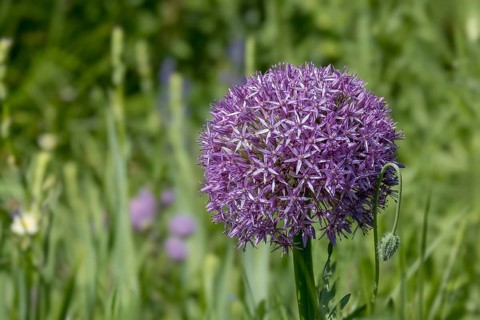 Ornamental leek (Allium sp.), inflorescence, Münsterland, North Rhine-Westphalia, Germany