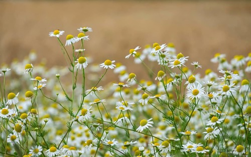 Matricaria chamomilla (Matricaria chamomilla) at the edge of a field, Münsterland, North