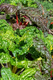 Chard, red and yellow-stemmed, vegetable patch, North Rhine-Westphalia, Germany