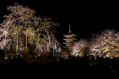 To-ji Temple surrounded by illuminated cherry trees, Minami-ku, Kyoto, Kyoto Prefecture, Japan