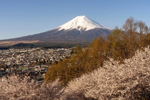 View of Mount Fuji, with blossoming cherry trees in the foreground, Fujiyoshida, Yamanashi