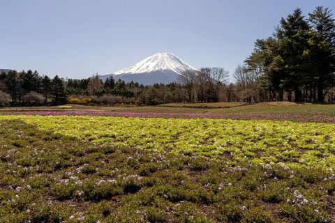 View of Mount Fuji, with Ryujin-ike pond in the foreground and many flowers, Fujikawaguchiko,