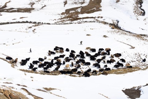 Two men driving a herd of yaks, Himalaya, Spitital, Kaza, Himachal Pradesh, India