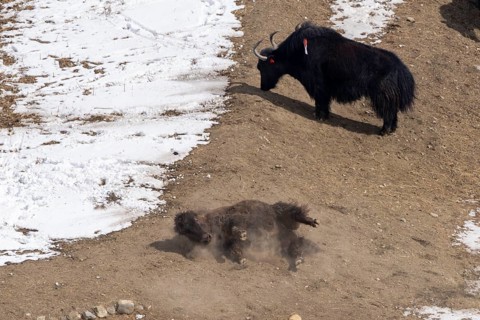Yak (Bos mutus), rolling in the dirt, dust, snow, Himalayas, Spitital, Kaza, Himachal Pradesh,