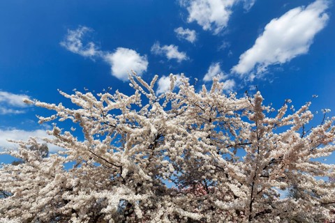Cherry blossom (Prunus subg. Cerasus), Cumulus, Berggarten, spring in the Herrenhausen Gardens,