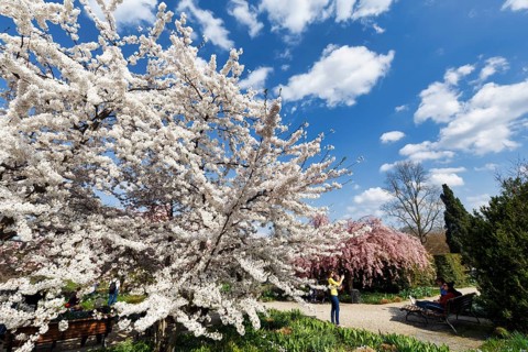 Cherry blossom (Prunus subg. Cerasus), Cumulus, walker in the Berggarten, spring in the