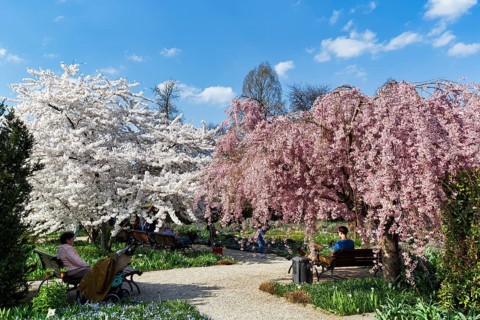 Blossoming cherry trees in the Berggarten, spring in the Herrenhausen Gardens, sunny weather,