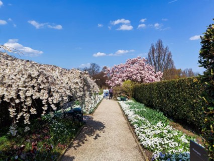 Blossoming cherry trees and magnolias, walkers in the Berggarten, Botanical Garden, spring in the