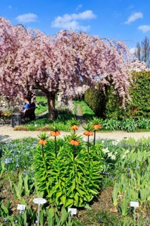 Imperial crowns (Fritillaria imperialis) and cherry tree, Berggarten, spring in the Herrenhausen