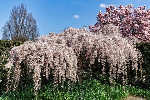 Hanging spring cherry, cherry blossom in the Berggarten, spring in the Herrenhausen Gardens, sunny