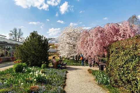 Cherry blossom in the Berggarten, spring in the Herrenhausen Gardens, sunny weather, Hanover, Lower