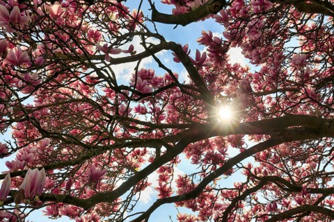 Magnolia blossom, tulip magnolia, sunbeams through branches, Berggarten, spring in the Herrenhausen