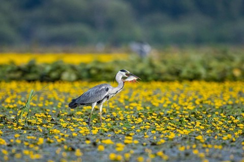 Grey heron (Ardea cinerea) amidst flowering sea pots (Nymphoides peltata) Hungary