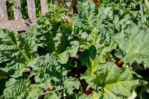 Herb garden near the stud farm museum and the Lauter spring, rhubarb (Rheum rhabarbarum), common