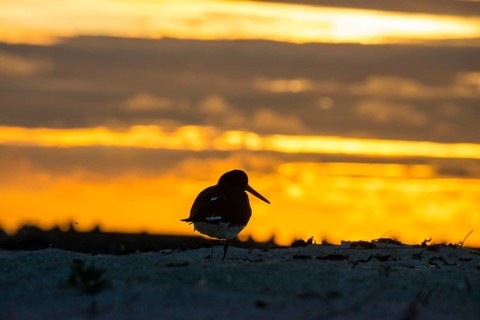 Oystercatcher (Haematopus ostralegus) with long beak and black and white plumage stands on one leg