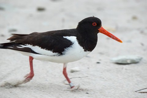 An oystercatcher (Haematopus ostralegus) with sandy, long red beak, red eyes and black and white