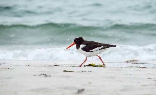 An oystercatcher (Haematopus ostralegus) with a long red beak, red eyes, red legs and black and