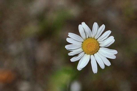 Daisy (Leucanthemum vulgare), flower in a meadow, close-up, macro, Wilnsdorf, North Rhine.