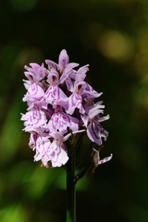 Moorland spotted orchid (Dactylorhiza maculata), inflorescence, close-up, Wilnsdorf, North