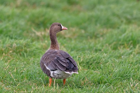 White-fronted goose (Anser albifrons), standing in a meadow in the wintering area, wildlife,