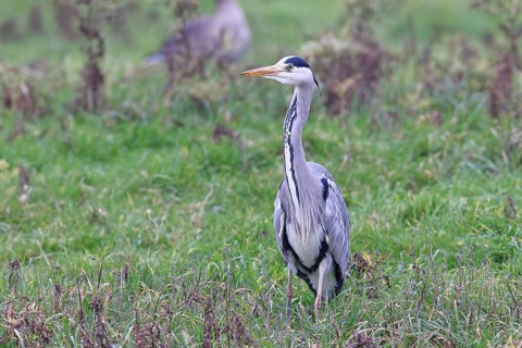 Grey heron (Ardea cinerea), standing in a meadow, Bieslicher Insel, Lower Rhine, North