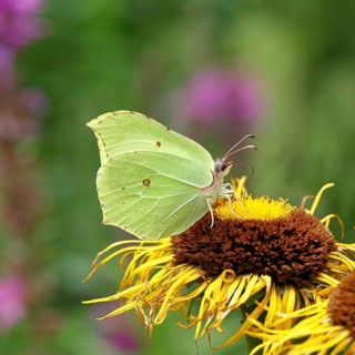 Lemon butterfly (Gonepteryx rhamny) on a yellow flower of a Great Telekie (Telekia speciosa),