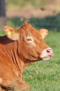 Cow (Bos primigenius taurus), ruminating in a meadow, animal portrait, Wilnsdorf, North