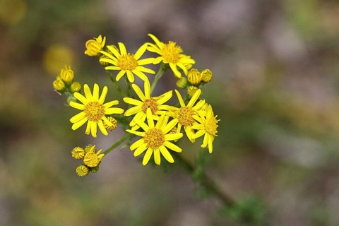 St James' ragwort (Senecio jacobaea), yellow flowers in a meadow, poisonous plant, toxic to humans