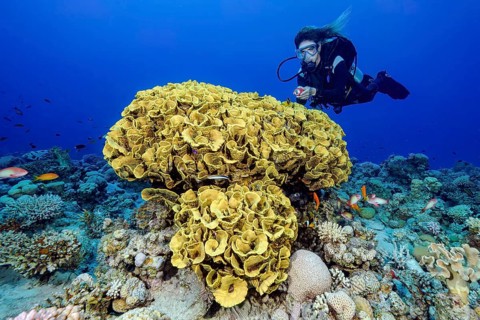 Diver looking at illuminated floats floats during underwater sports sport diving next to goblet