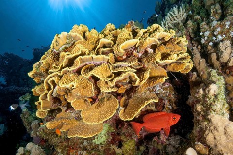 Backlight image of coral block with yellow cup coral (Turbinaria mesenterina) stony corals hard