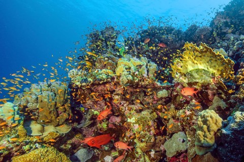 Fish-rich colourful vibrant coral reef of stony corals (Scleractinia) reef-building corals in front