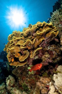 Backlight image of coral block with yellow cup coral (Turbinaria mesenterina) stony corals hard
