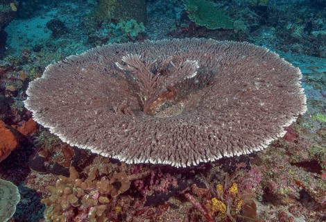 Round grown Hyacinth Table Coral View of round grown healthy intact Hyacinth Table Coral (Acropora