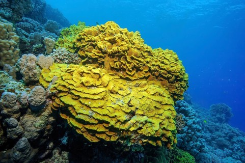 Yellow cup coral (Turbinaria mesenterina) Stony corals Hard corals Reef-building corals in intact