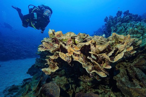 Diver looking at floats floats during underwater sports scuba diving next to goblet coral