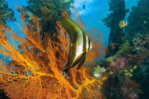Young juvenile specimen of round-headed batfish (Platax orbicularis) juvenile swimming in front of