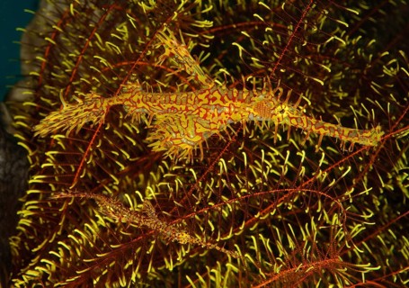 Pair of Harlequin Ghost Pipefish (Solenostomus paradoxus), Jewelled Ghost Pipefish, Indian Ocean,