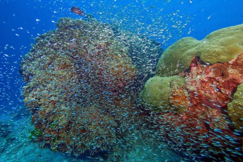 School of glassfish (Parapriacanthus guentheri) Pigmy Sweeper swimming around colourful coral