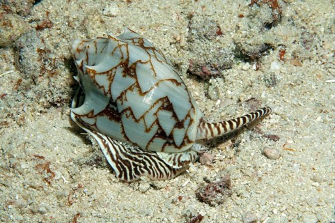Bat roller snail (Cymbiola vespertilio) Bat roller, bat snail, Pacific, Indo-Pacific, Philippine