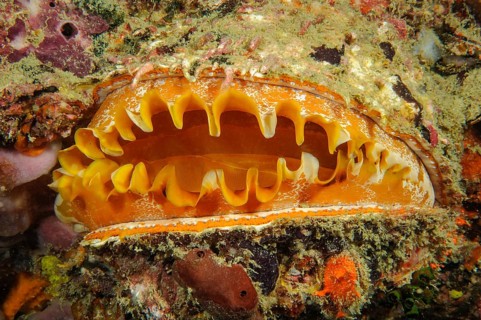 Variable spiny oyster (Spondylus varius) opening, Indian Ocean, Andaman Sea, Ko Doc Mai, Thailand