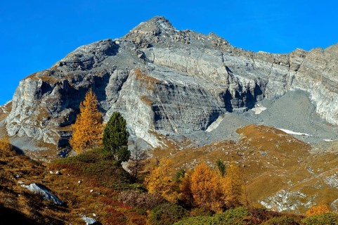 Larch in golden autumn dress in the Bougnone pasture area, Dent Favre summit at the back, Ovronnaz,