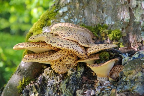 Dryad's saddle (Polyporus squamosus), tree fungus, concentrically arranged dark brown scales on