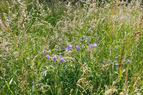 Meadow cranesbill (Geranium pratense), purple flowers, wildflower, grasses, nature, meadow, Swabian