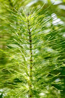 Horsetail (Equisetum), subgenus giant horsetail (Equisetum telmateia), green plants, nature,