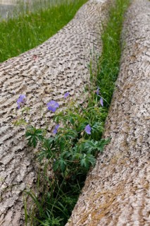Meadow cranesbill (Geranium pratense), purple flowers, wildflower growing between tree trunks,